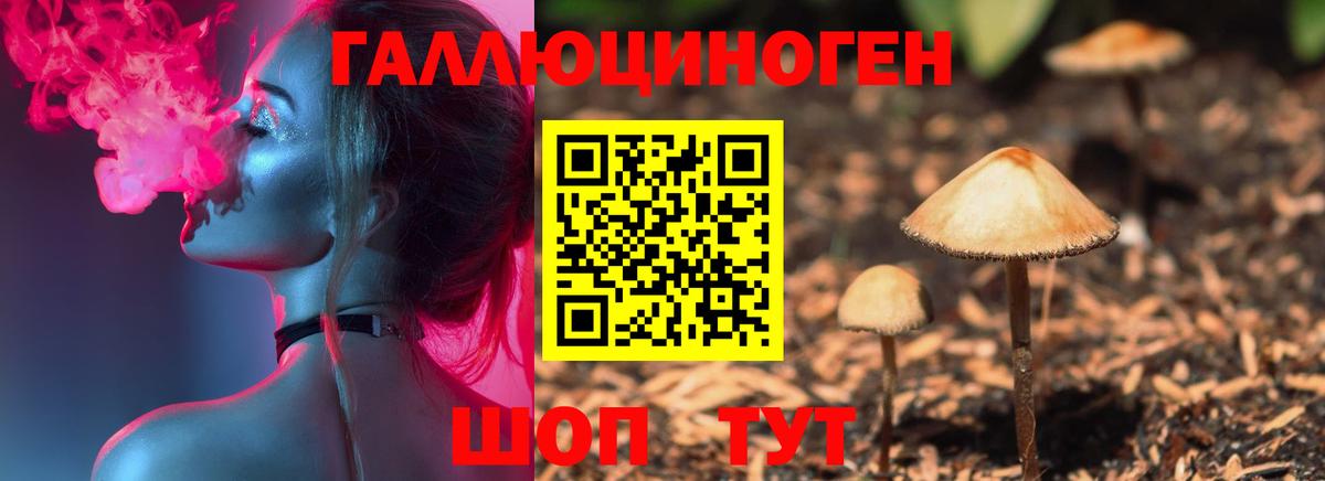 Галлюциногенные грибы Psilocybine cubensis Карачаевск